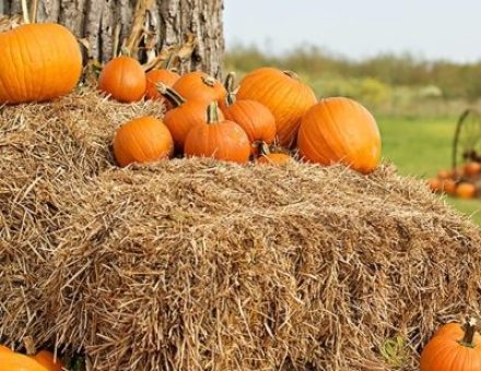 bhf1-660×400 – Copy bhf1-660x400 - Copy